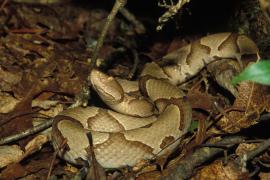 Missouri snake safety