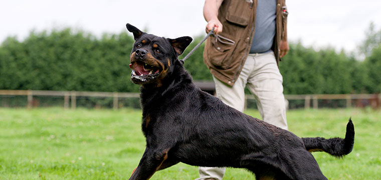 A dog snarls and barks at someone, pulling at the leash held by the owner.